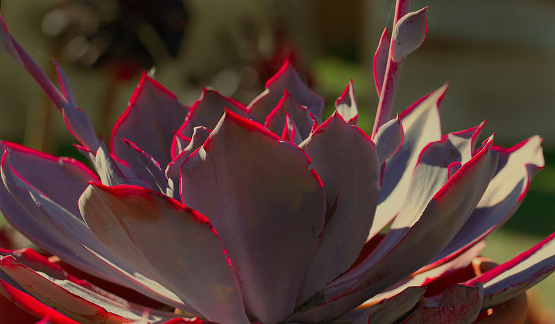 Echeveria cv Perle von Nurnberg